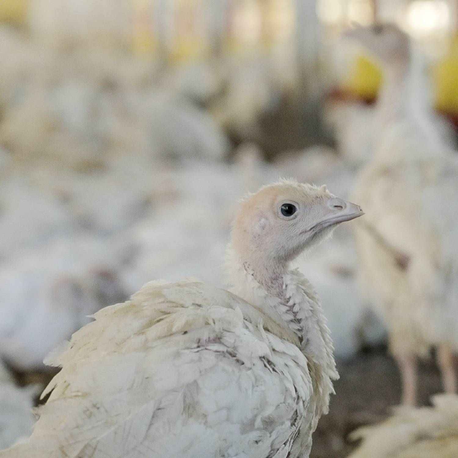 Un pavo blanco en una granja industrial en Brasil.