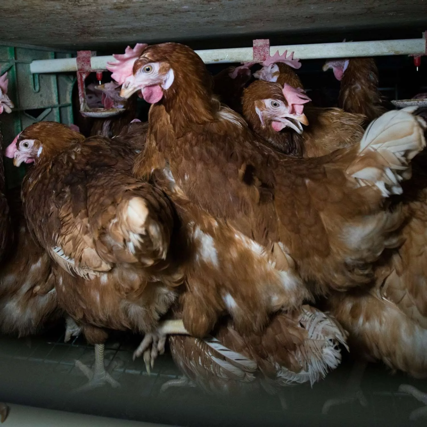 Ahold Delhaize eliminará jaulas para gallinas en EE.UU. 1 Ahold Delhaize eliminará jaulas para gallinas en EE.UU.