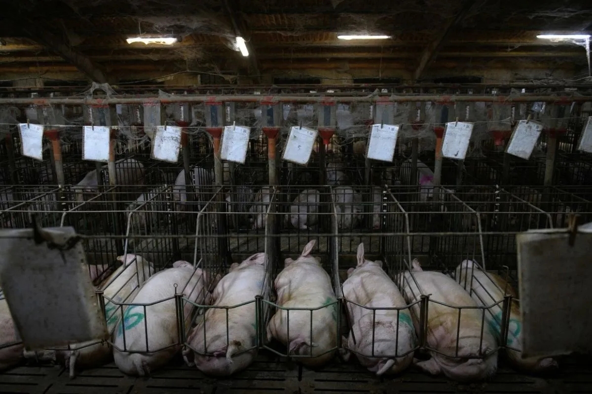 Grandes camadas en cerdas: más crías, más muerte 1