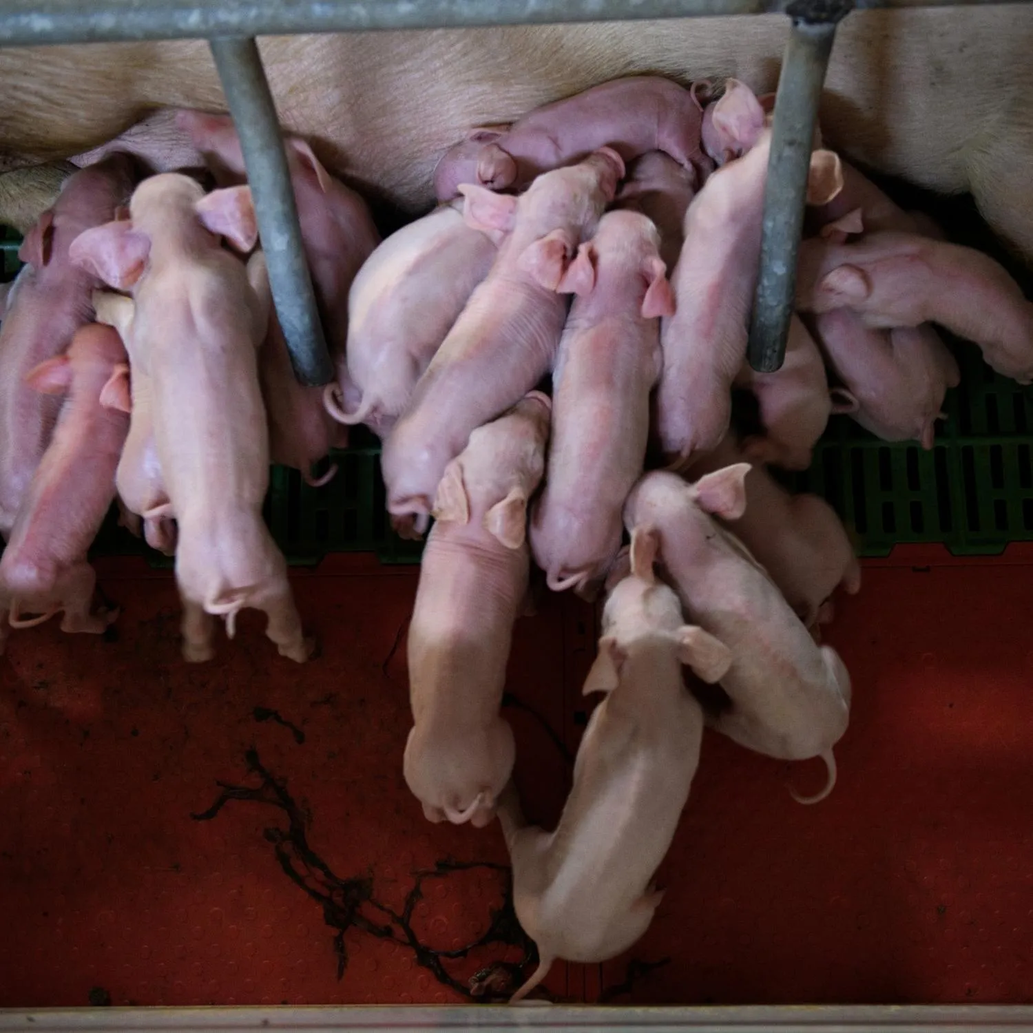 Grandes camadas en cerdas: más crías, más muerte 4 Grandes camadas en cerdas: más crías, más muerte