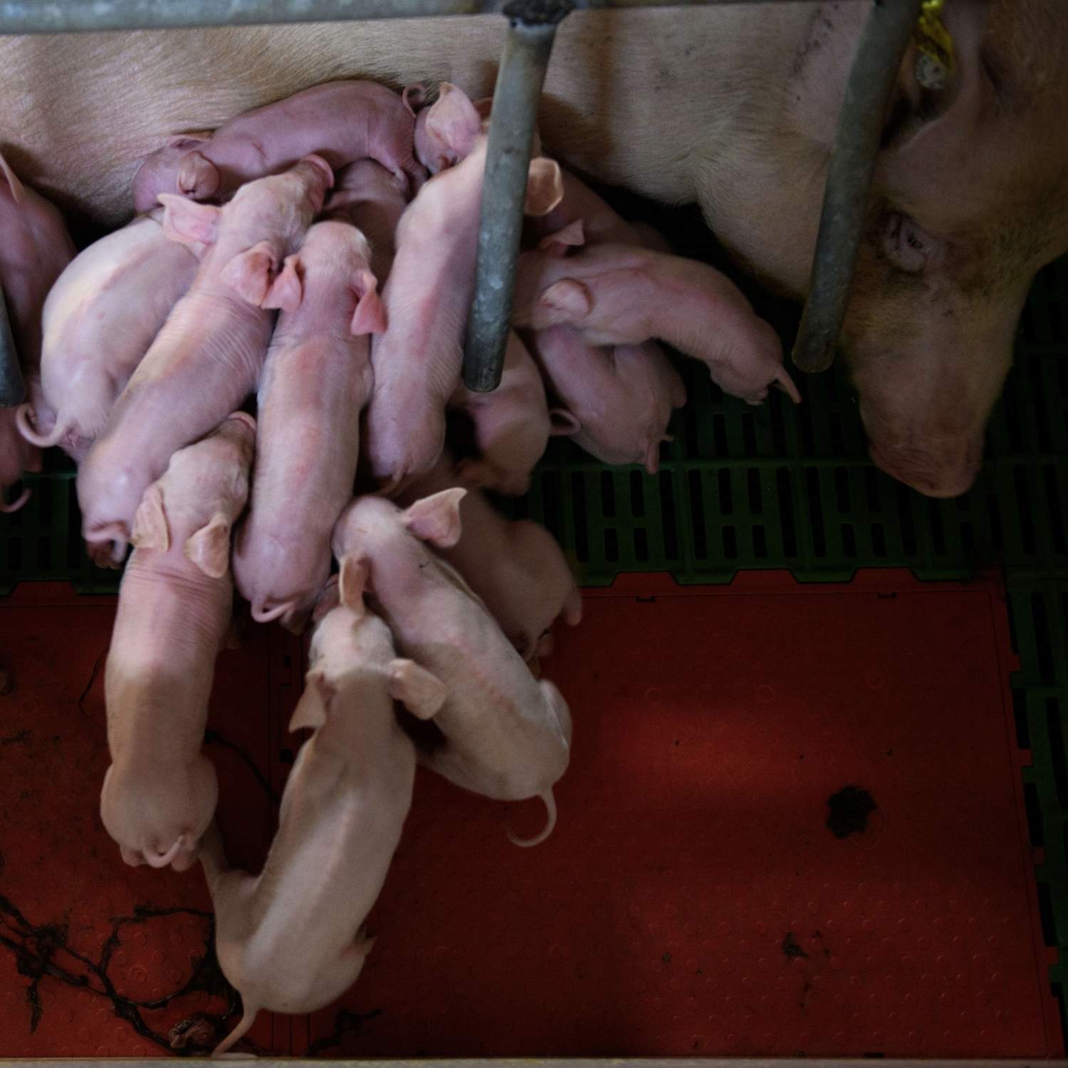 Un grupo numeroso de lechones compiten por tomar la leche de su madre sobre el suelo de una granja industrial.