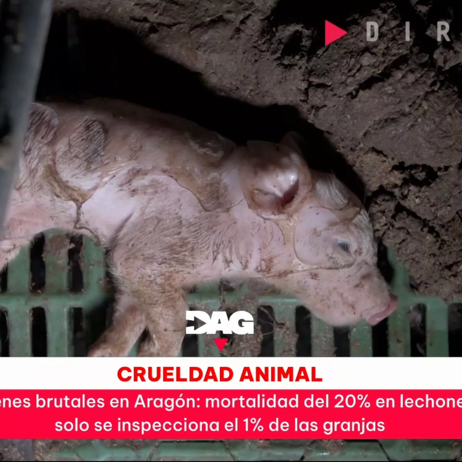 La investigación de Igualdad Animal en granjas de cerdos llega a TVE en el programa Directo al grano