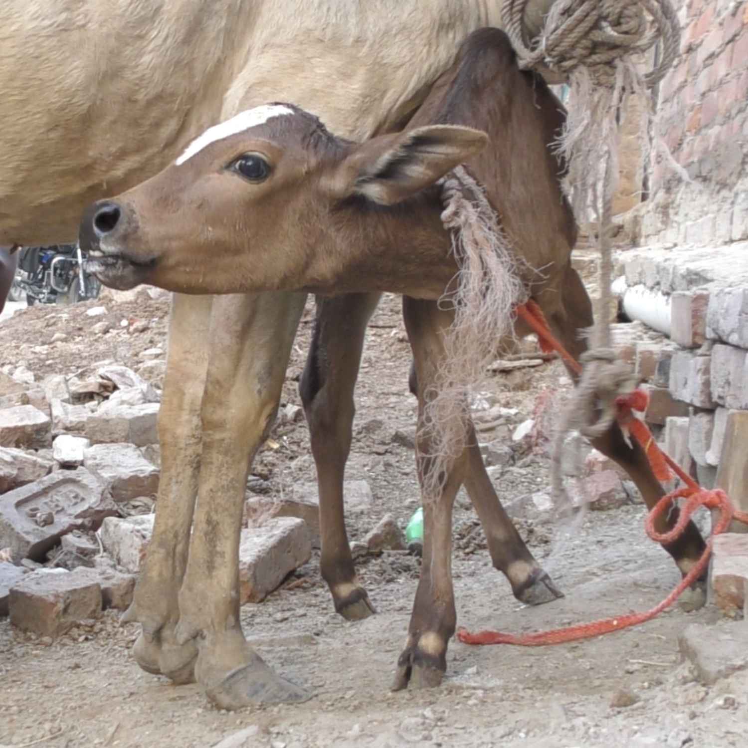 Un ternero marrón es atado con una cuerda a una pared para que no beba la leche de su madre mientras un trabajador la ordeña.