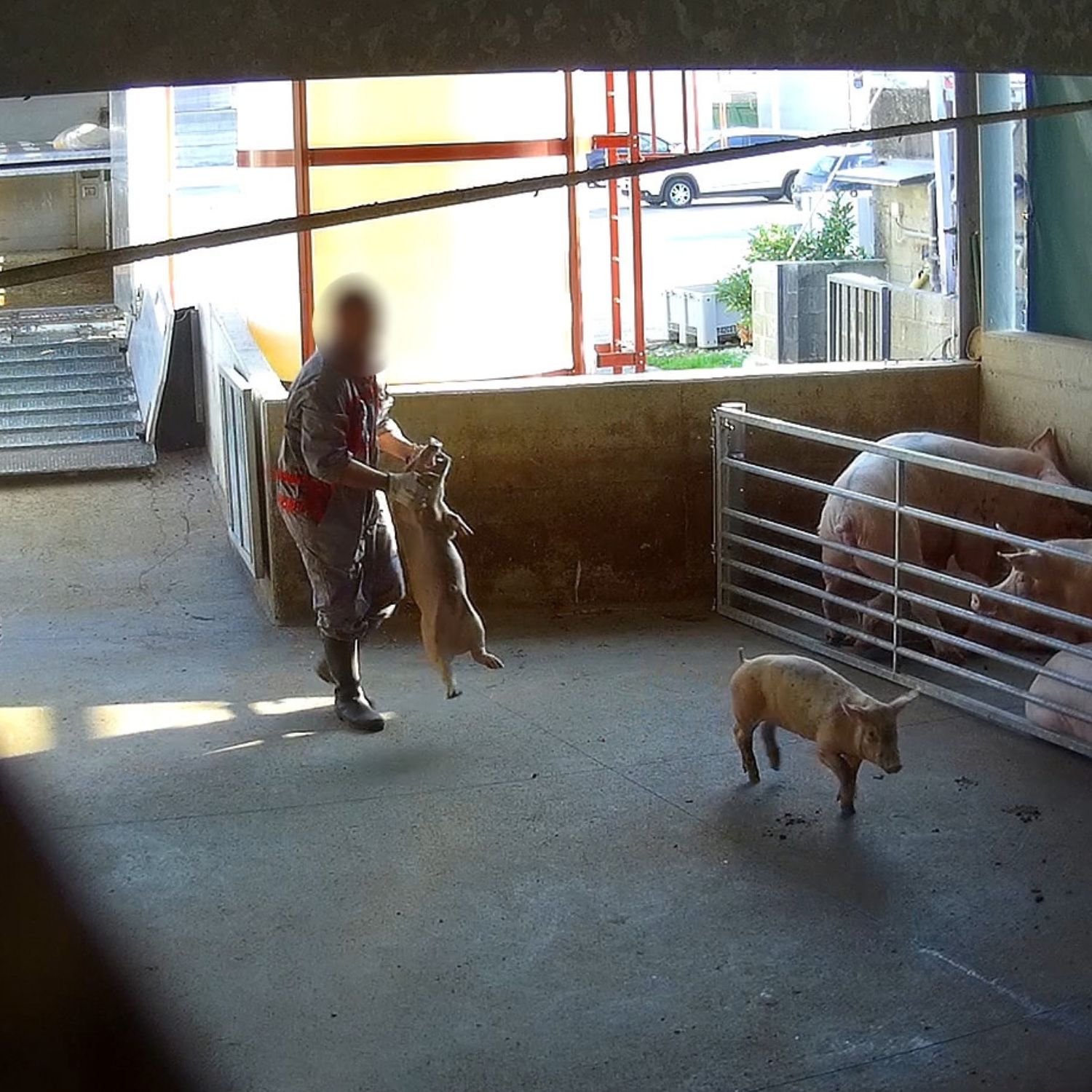 Un operario sostiene un cerdo por la cabeza con violencia en la zona de descarga de un matadero en Cremona, Italia.