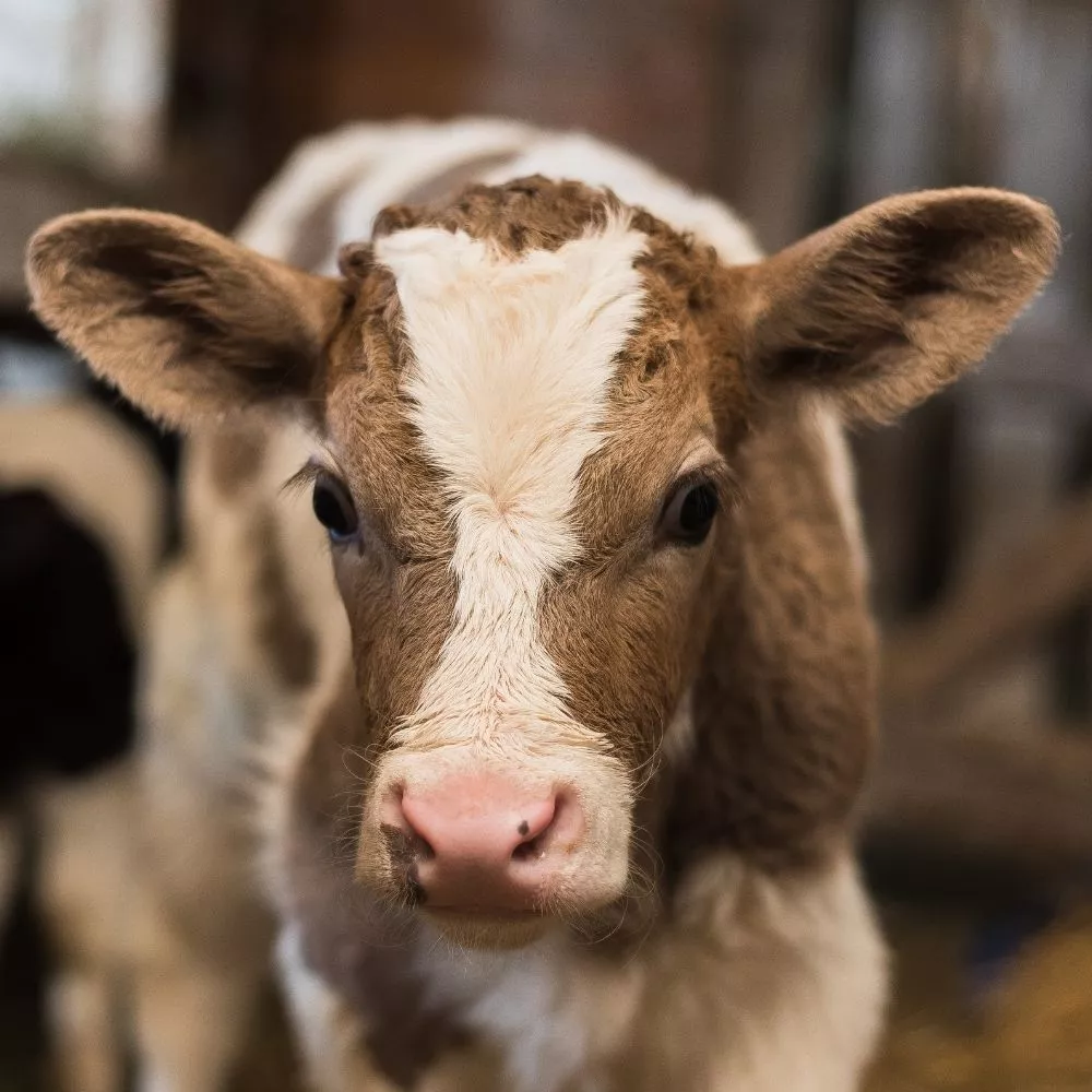 Informe impacto anual 2025