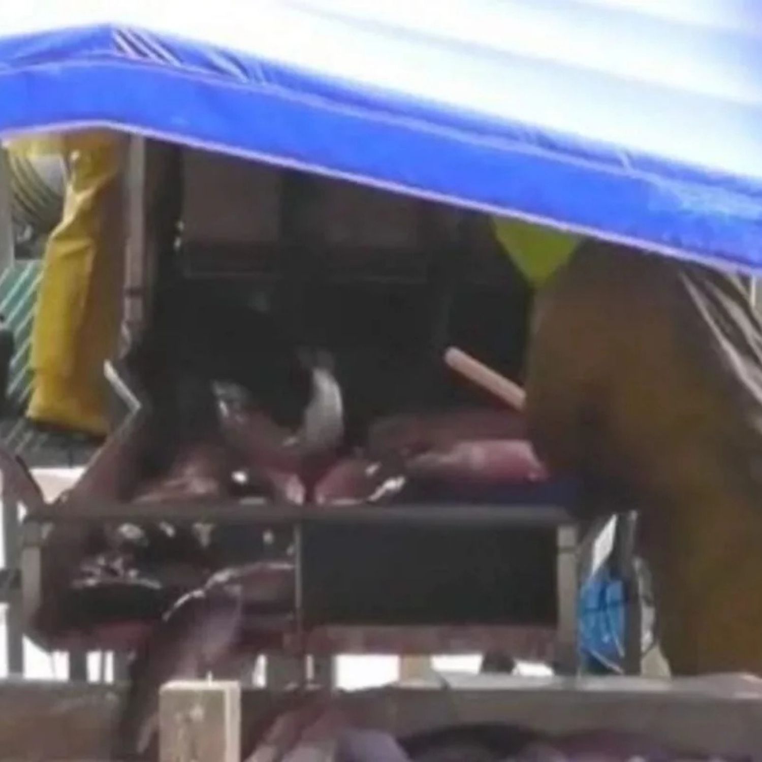 Operarios golpean truchas con mazos para aturdirlas durante la matanza.