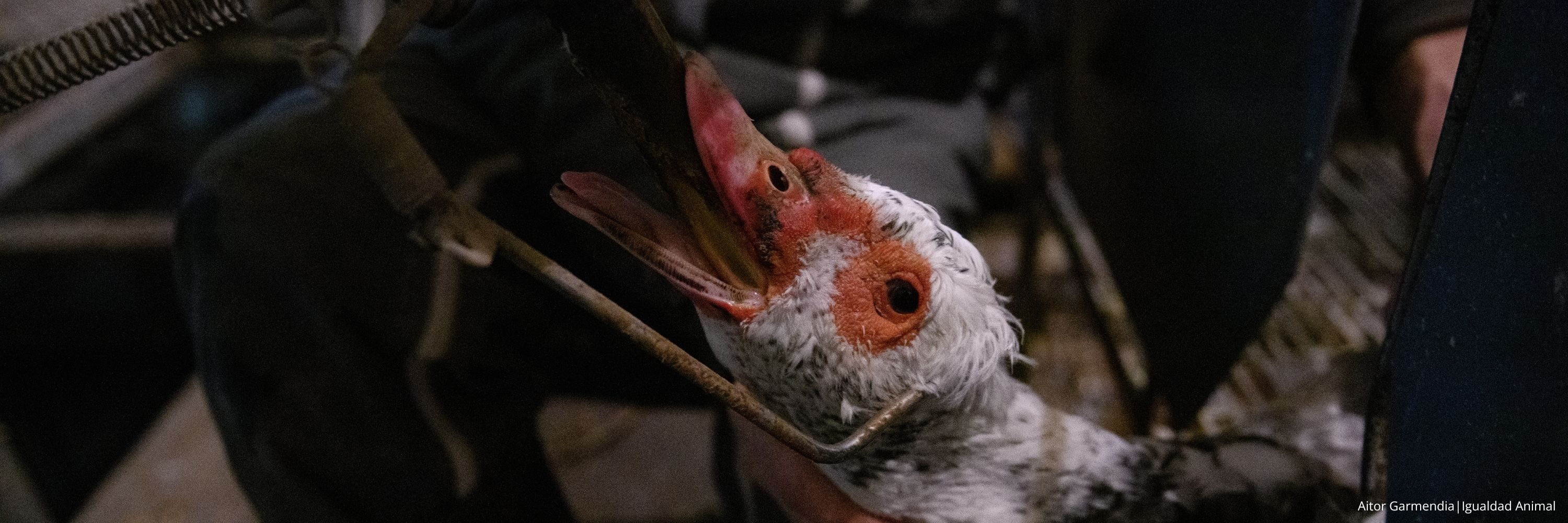 Eurodiputados piden a la UE el fin de la alimentación forzada en la producción de foie gras