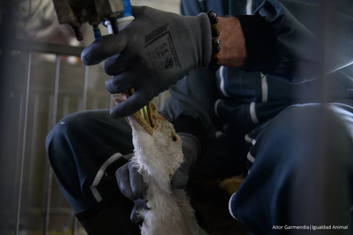 Noticia industria del foie gras lobby Europa