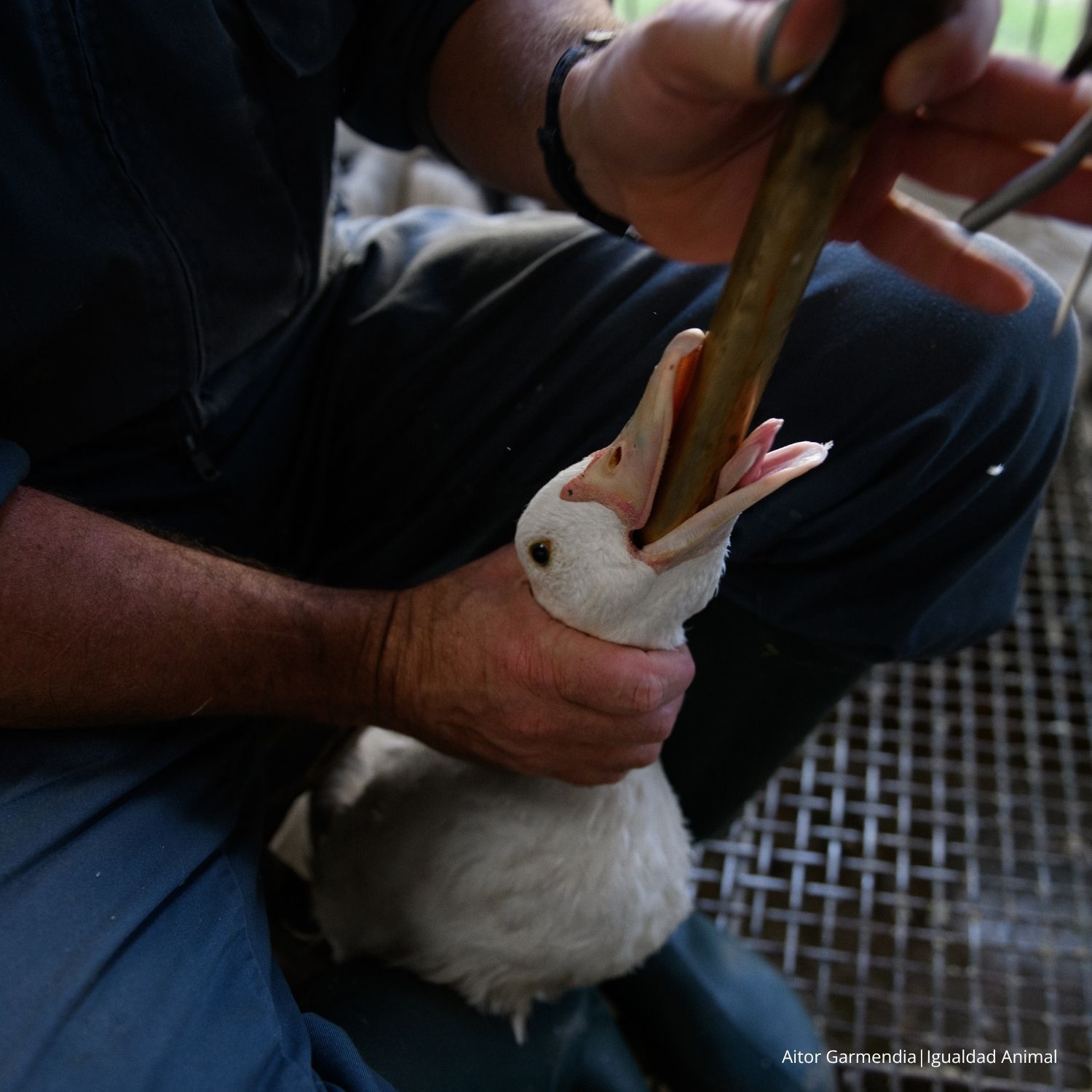 Noticia industria del foie gras lobby Europa