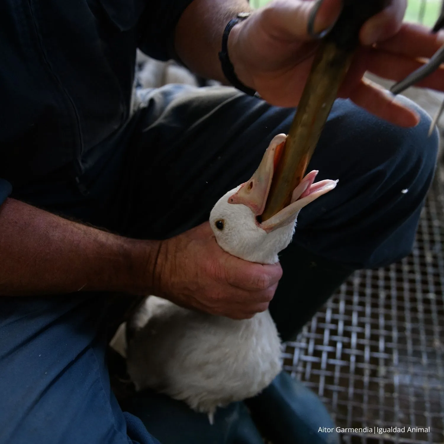 La industria del foie gras gastó cientos de miles de euros para reunirse con responsables de bienestar animal de la Comisión Europea