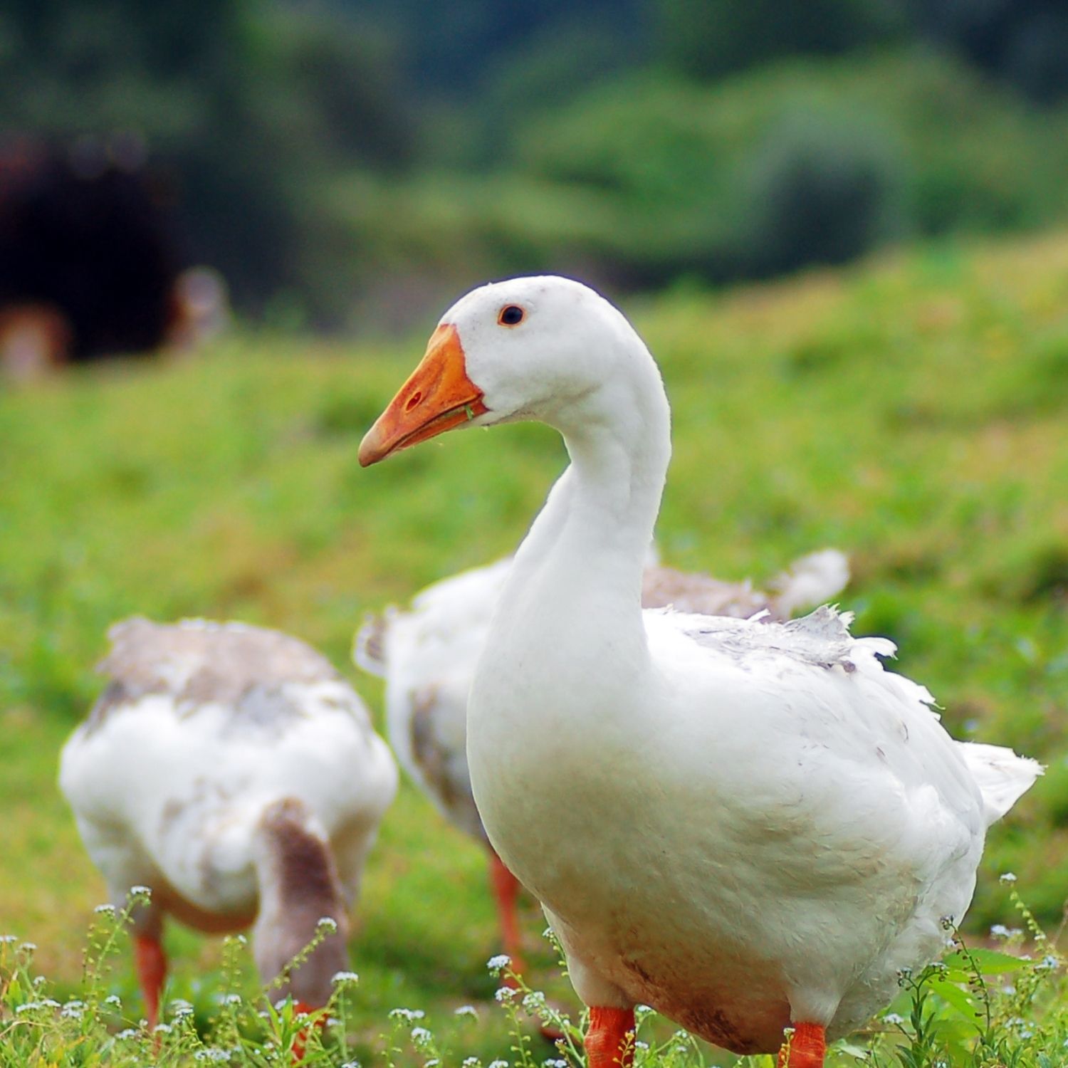 Noticia Brasil aprueba ley contra el foie gras
