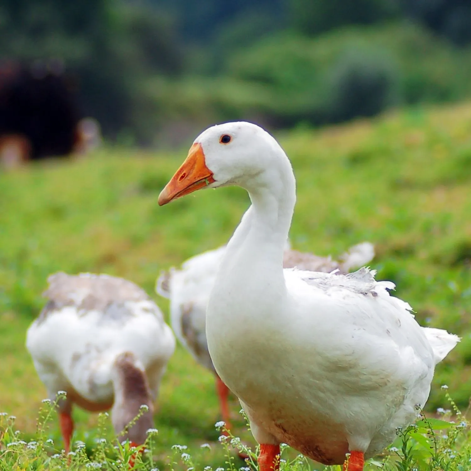 Brasil aprueba ley para poner fin a la alimentación forzada para producir foie gras