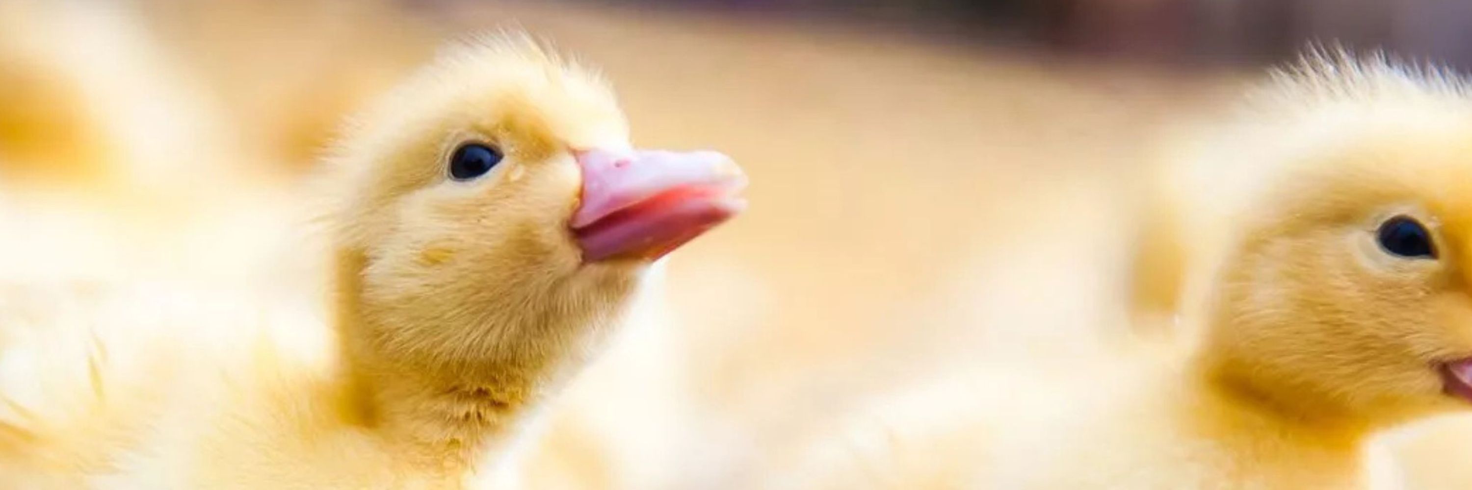 Noticia Brasil aprueba ley contra el foie gras