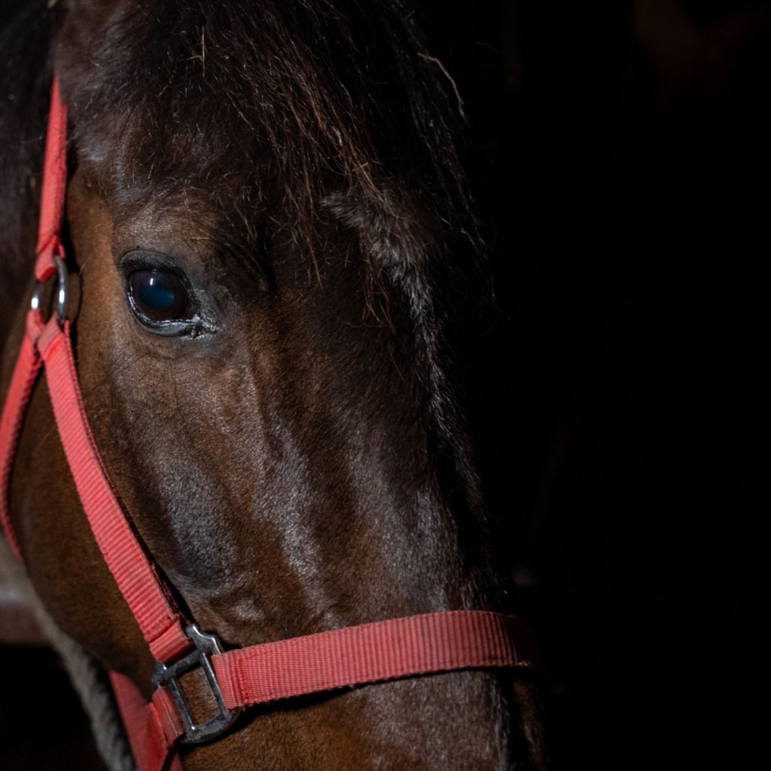 Noticia caballos dopados con cocaína entraron en la cadena alimentaria de Italia