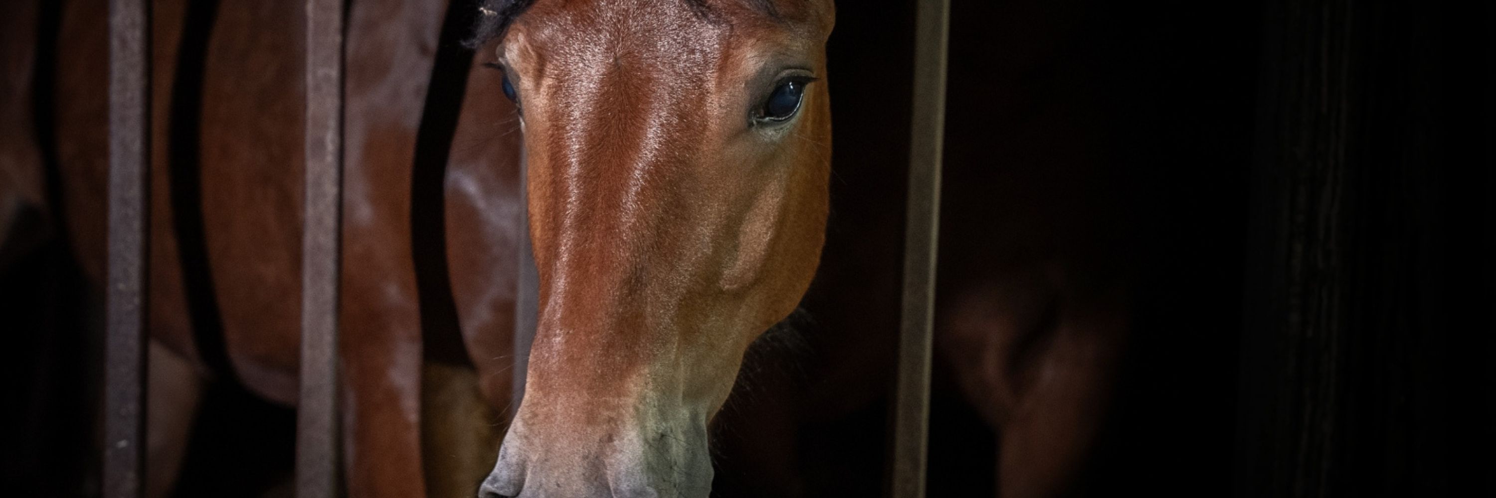 Noticia caballos dopados con cocaína entraron en la cadena alimentaria de Italia