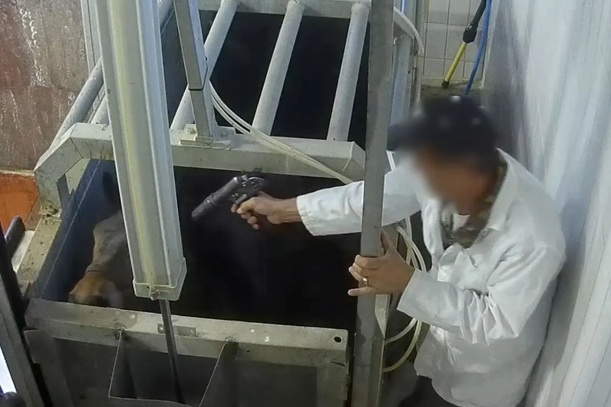 Noticia caballos dopados con cocaína entraron en la cadena alimentaria de Italia 