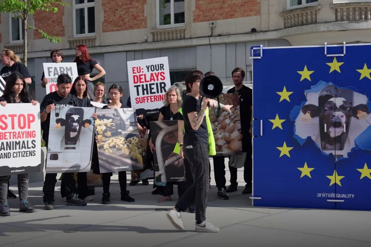 Blog en directo desde Bruselas: la “Marcha de los Traidores” contra la traición de la Comisión de la UE 3