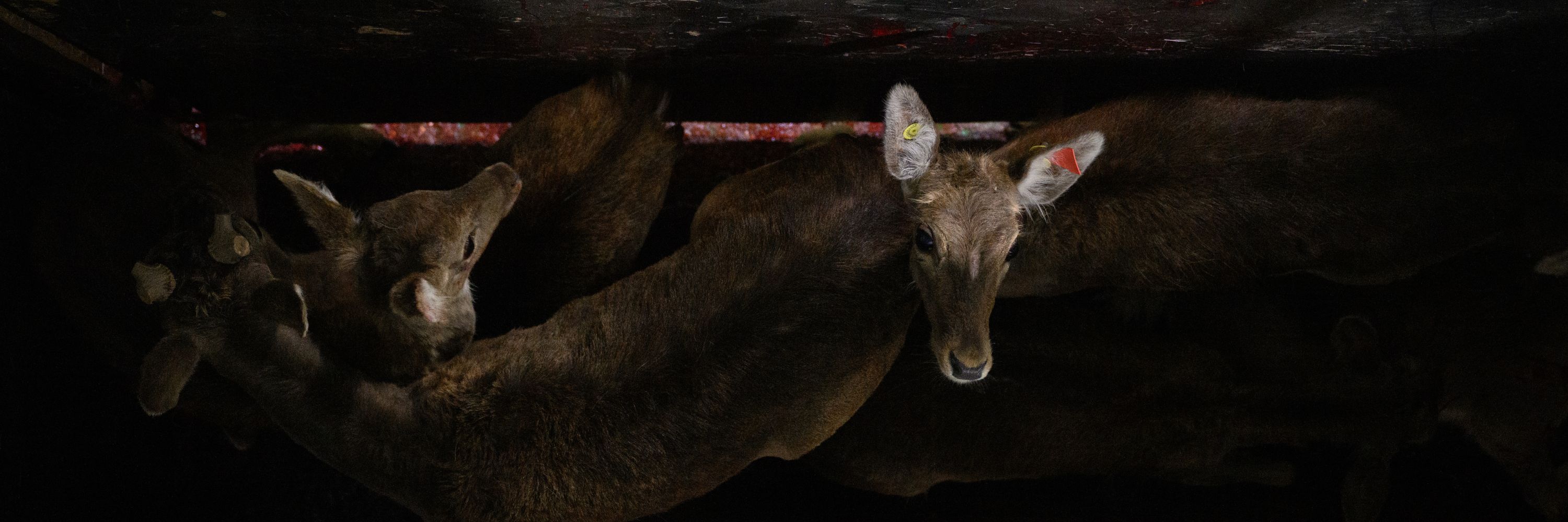 Noticia respuesta Igualdad Animal a la Junta de Castilla y León matanza ciervos