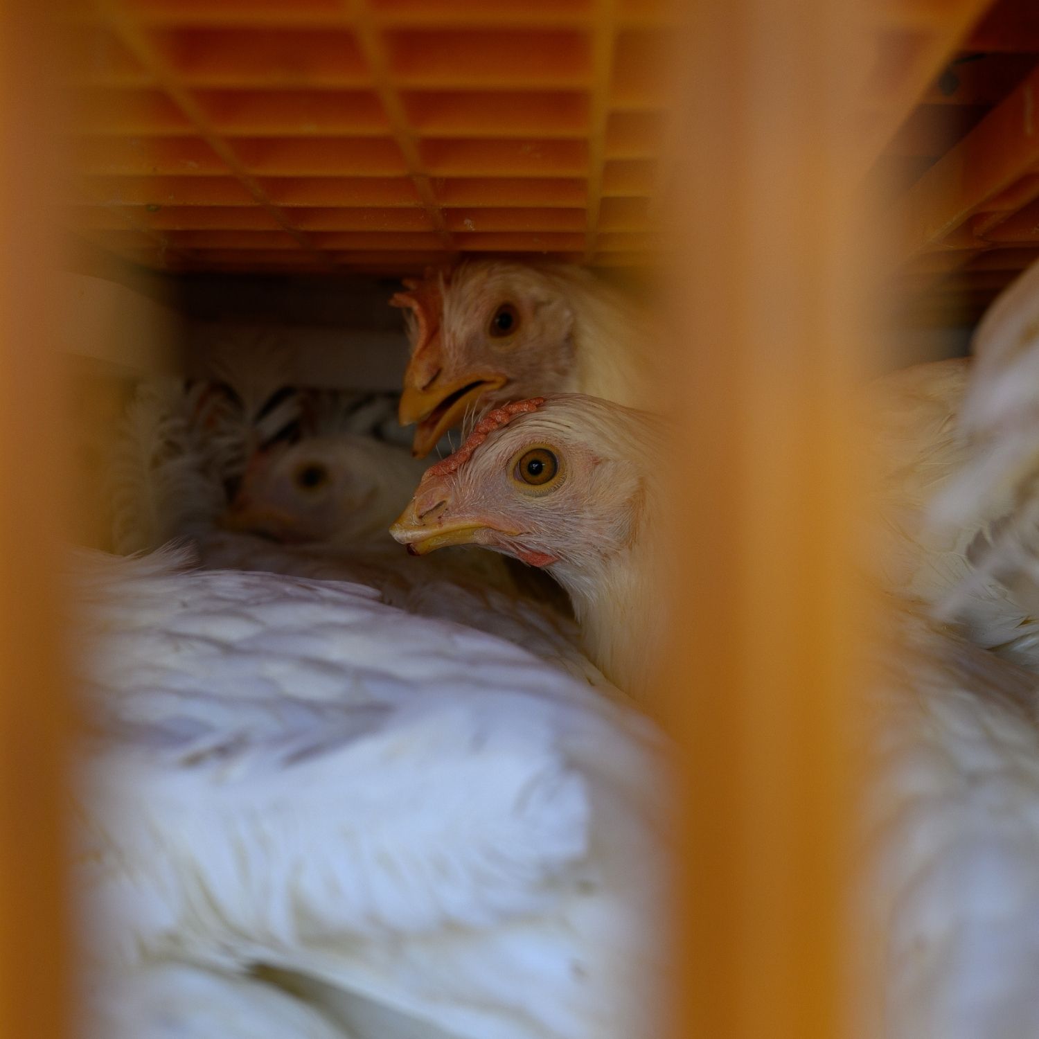 Noticia gallinas reemplazadas investigación Argentina