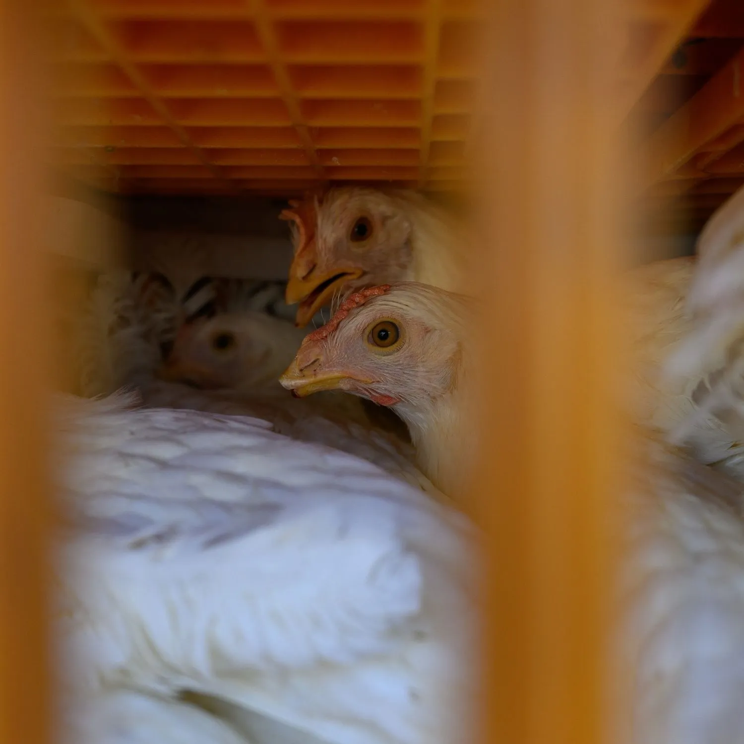 Gallinas reemplazadas: el maltrato de la industria del huevo argentina