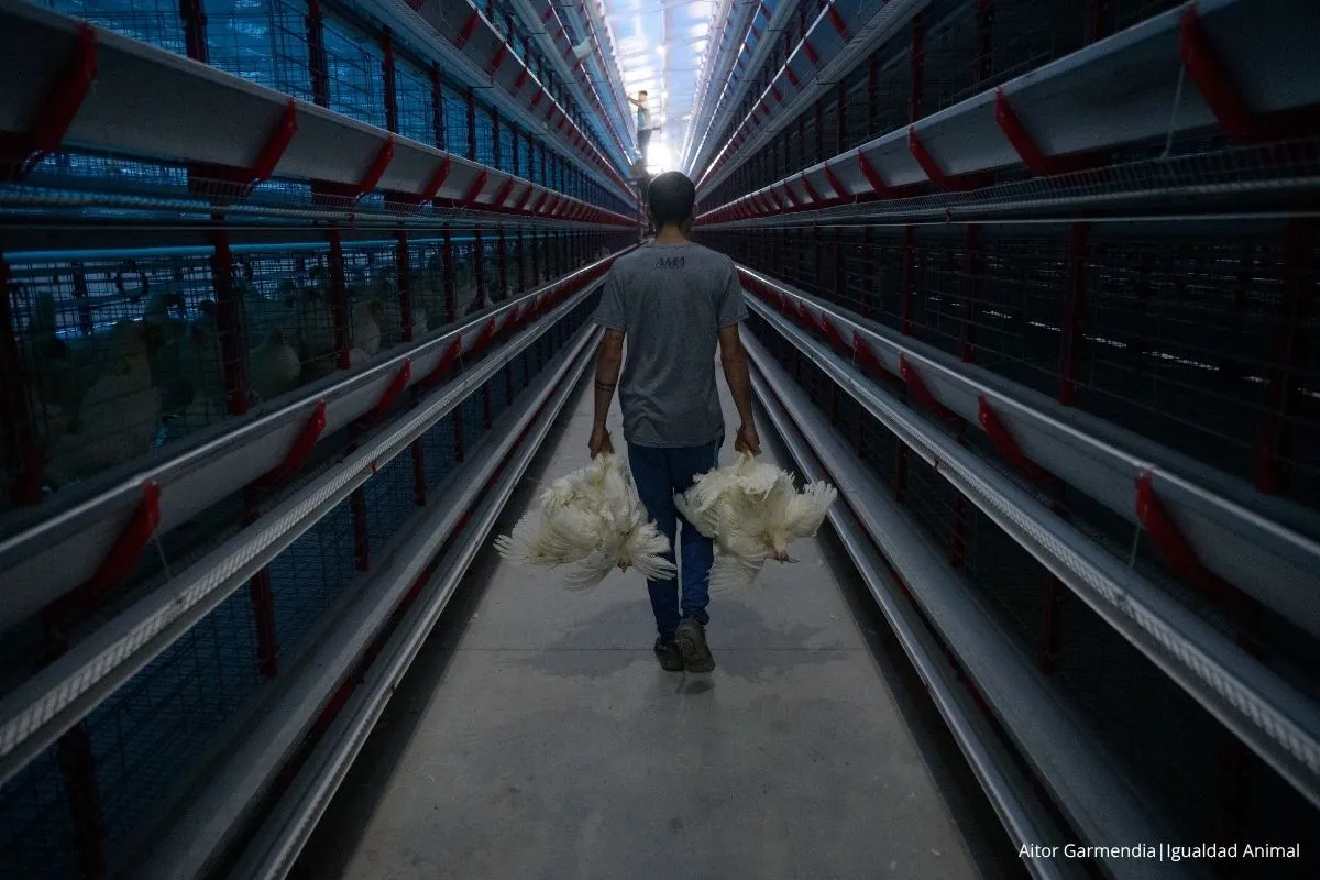 Noticia gallinas reemplazadas investigación Argentina 