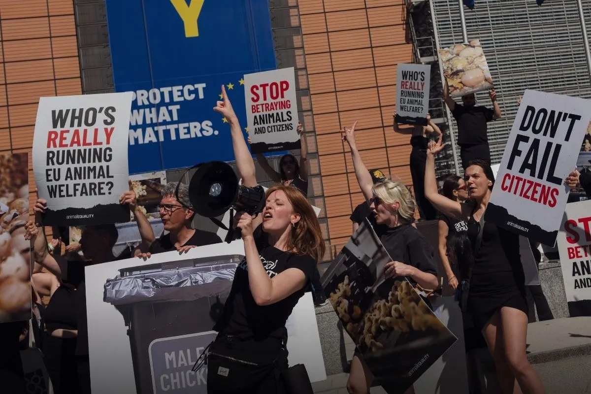 Blog en directo desde Bruselas: «Democracia: proteger lo que importa», pero la Comisión traiciona a los animales. 3