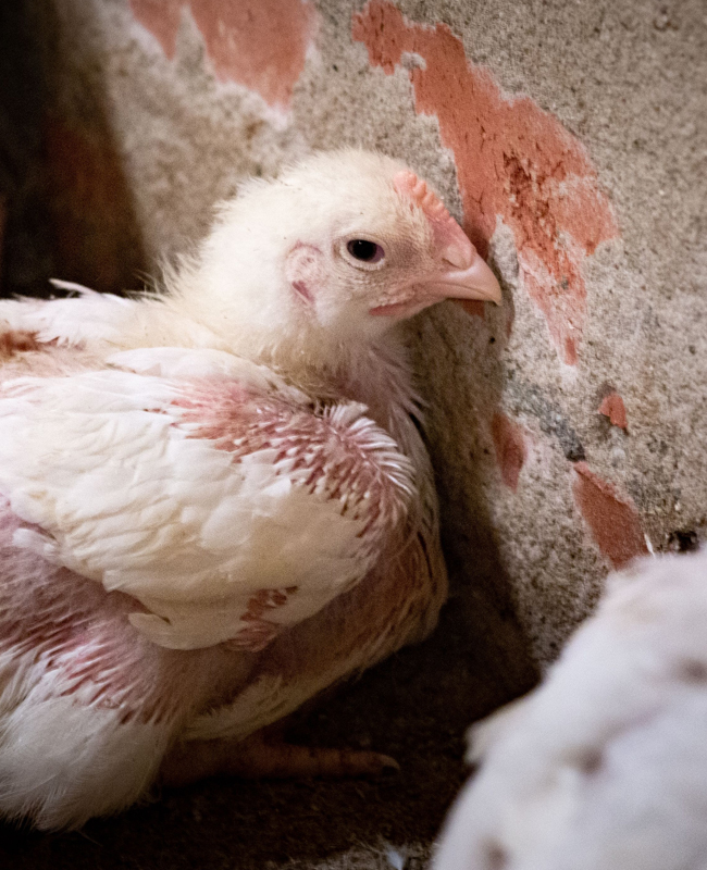 De 2020 04 03 Chickens Factory Farming Animal Equality 50707470262 650x800