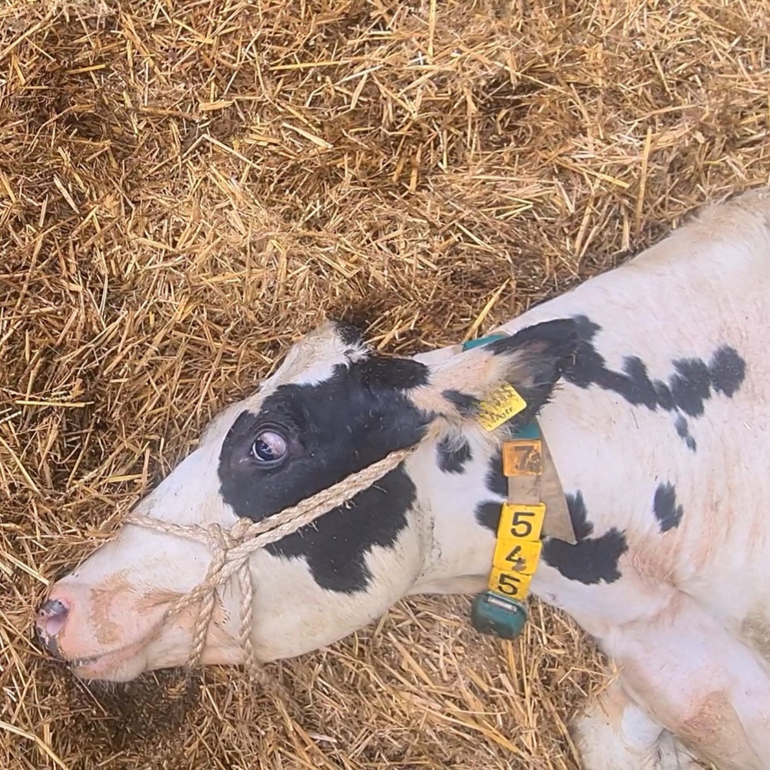 Una vaca blanca con negro echada en el suelo con el hocico atado con una cuerda.