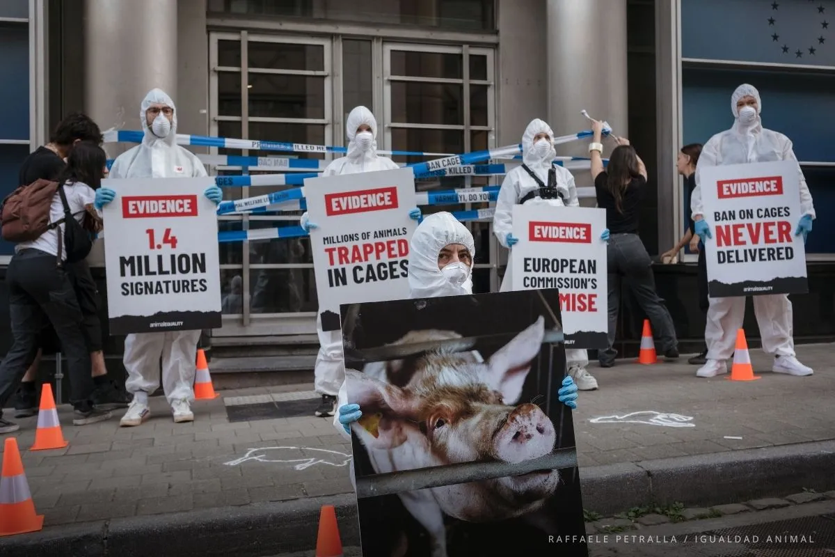 Activistas de Igualdad Animal vestidos con trajes de protección blancos recrean una escena del crimen ante la sede de la DG SANTE.