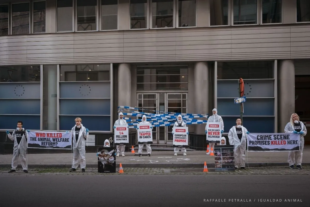 Activistas de Igualdad Animal vestidos con trajes de protección blancos recrean una escena del crimen ante la sede de la DG SANTE.