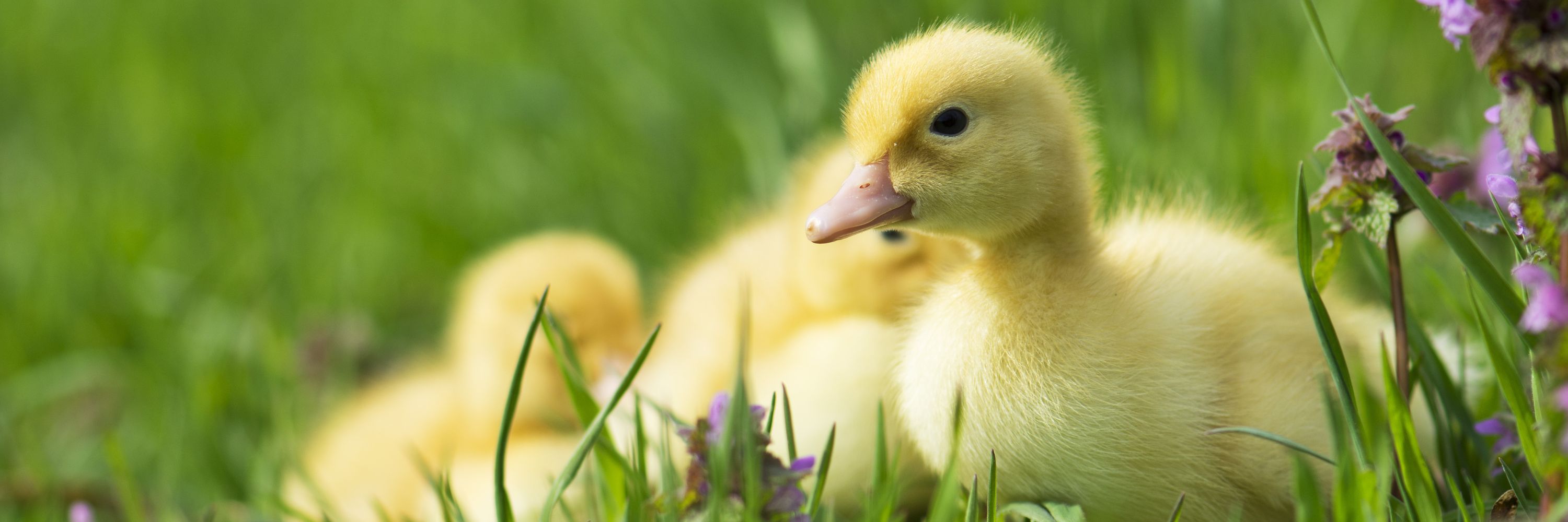 Noticia Portland prohíbe la venta de foie gras