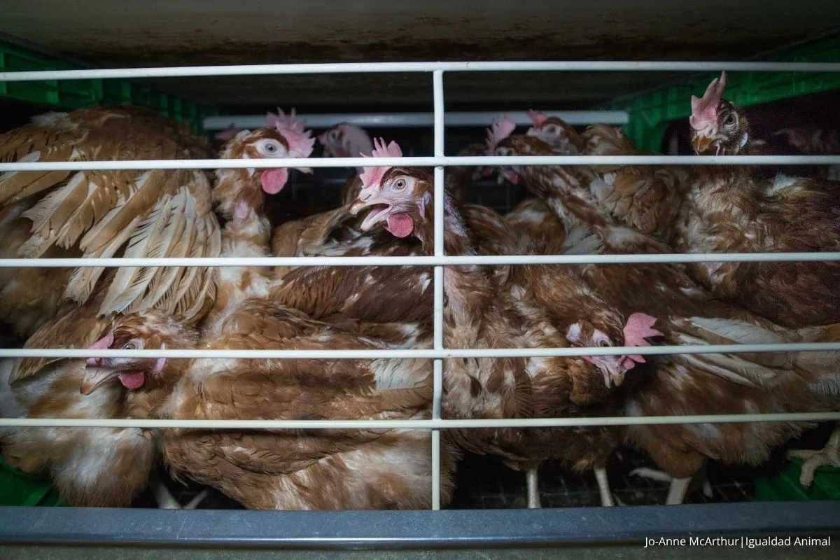 El Centro de Arte Hortensia Herrero, en el punto de mira por su vínculo con Mercadona y la crueldad animal 1 Noticia Centro de Arte Hortensia Herrero Igualdad Animal