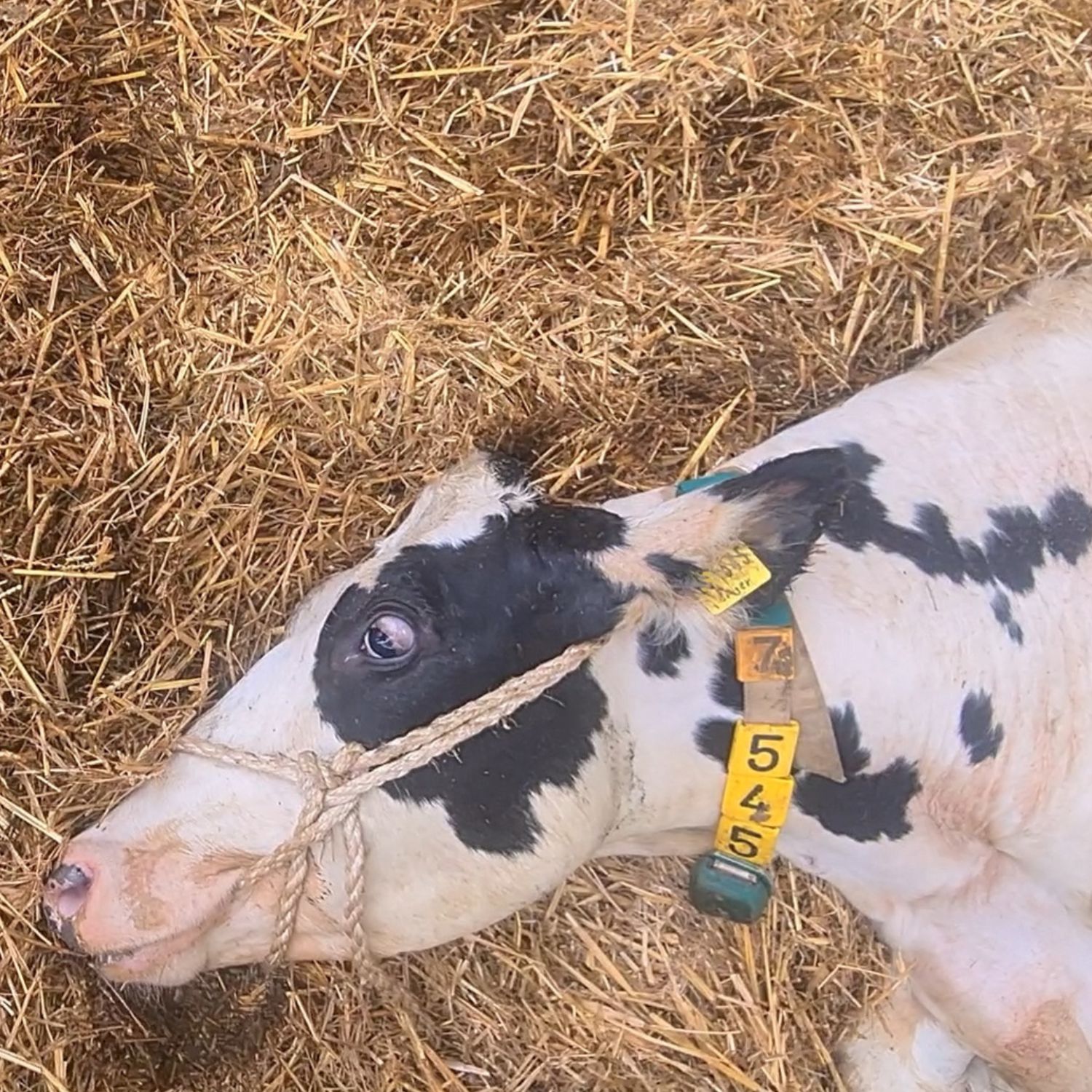 Noticia investigación Igualdad Animal en granja láctea de Alemania