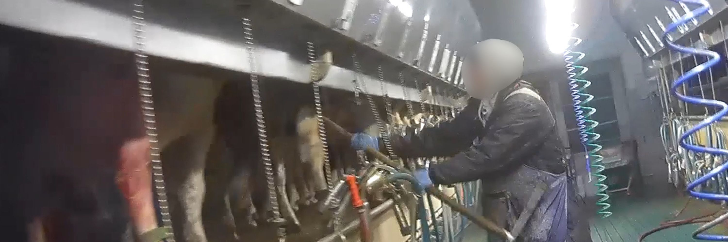Noticia investigación Igualdad Animal en granja láctea de Alemania