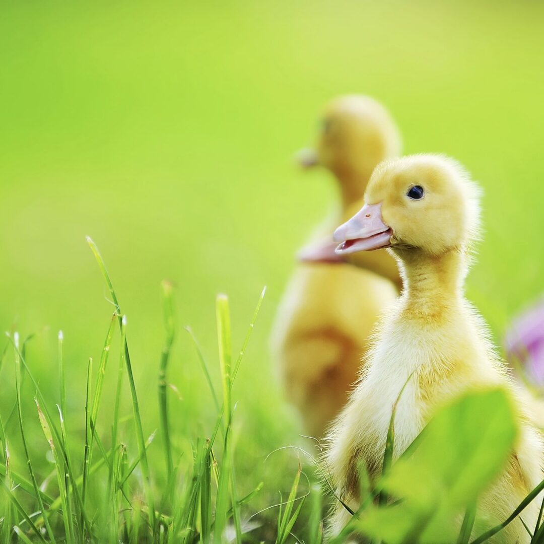 Noticia Portland prohíbe la venta de foie gras
