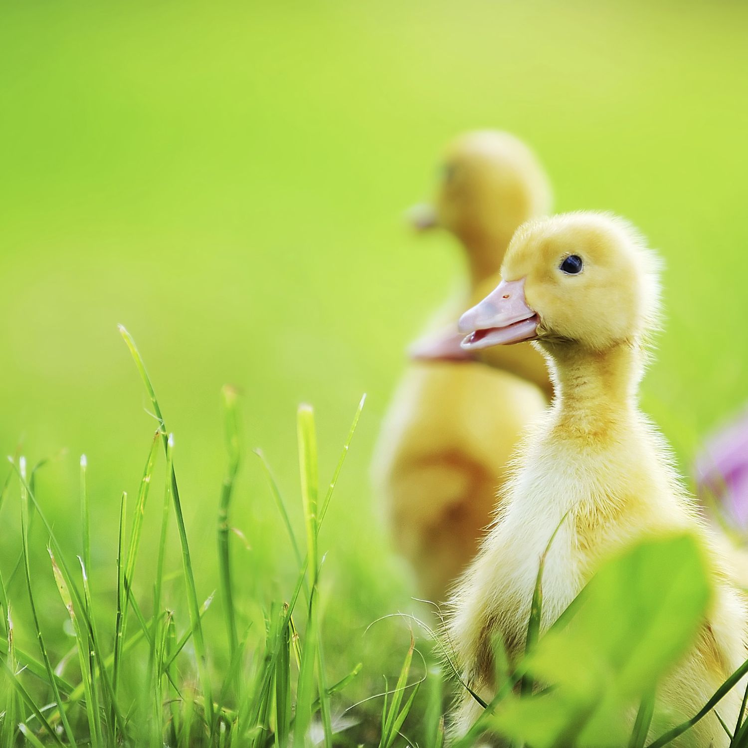 Noticia Portland prohíbe la venta de foie gras