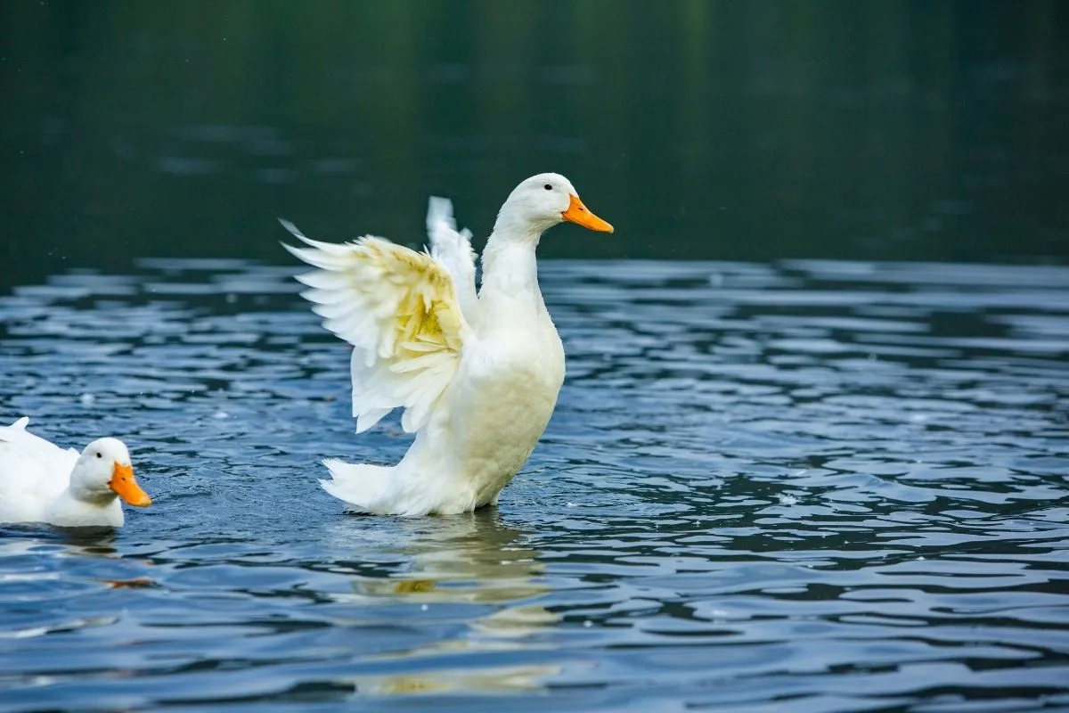 Noticia Portland prohíbe la venta de foie gras