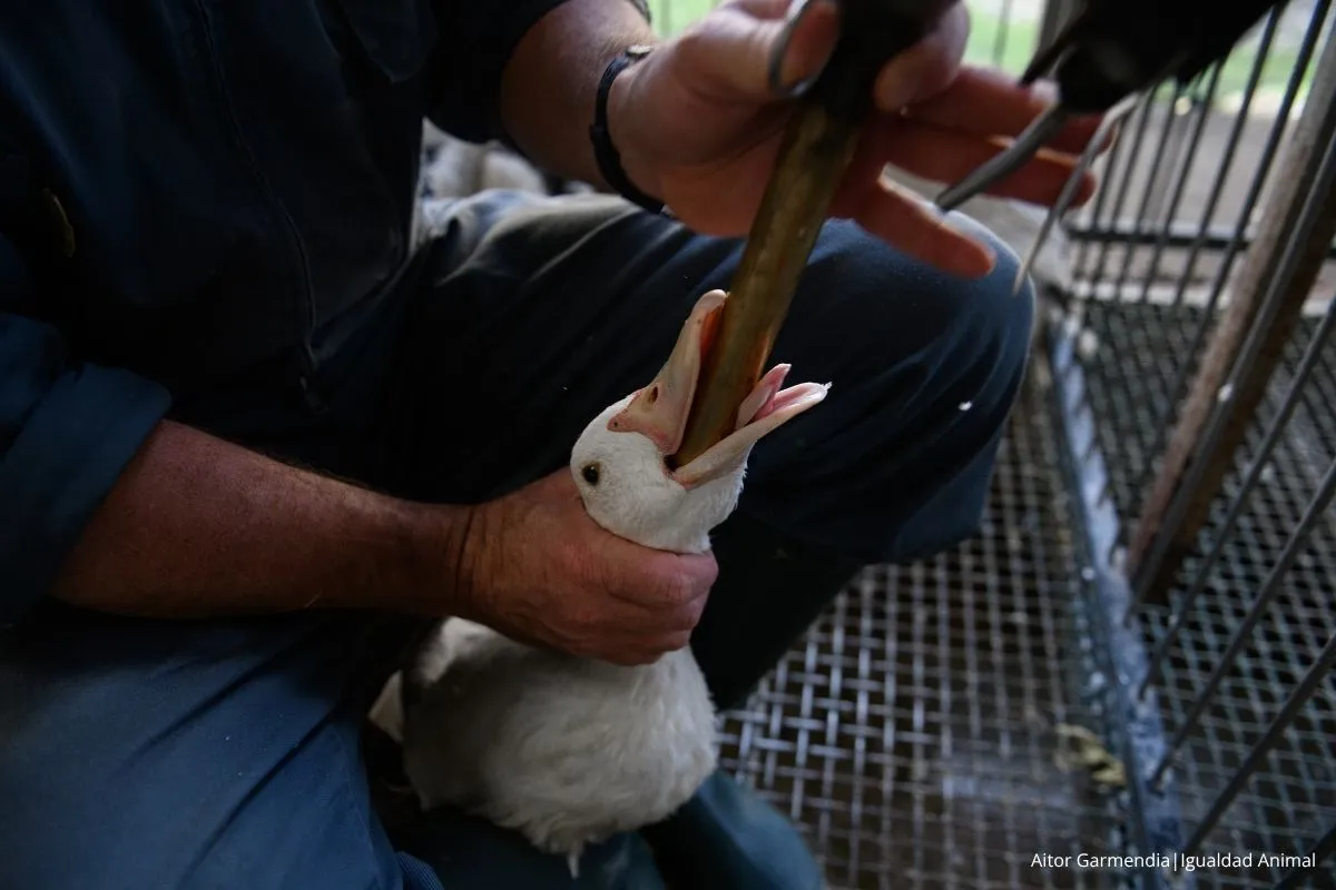 SUMAR registra una pregunta parlamentaria para exigir al Gobierno el cumplimiento de la PNL sobre alimentación forzada en la producción de foie gras 1 Noticia SUMAR pregunta PNL foie gras