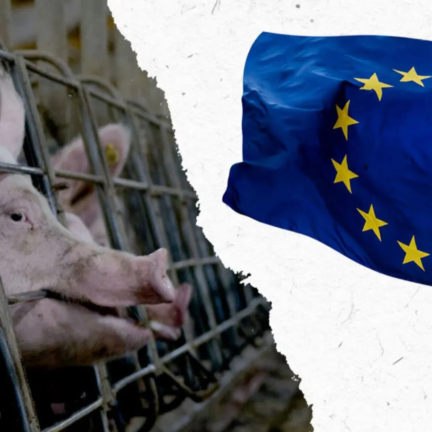 La Comisión Europea responde al llamamiento de Igualdad Animal 1 La Comisión Europea responde al llamamiento de Igualdad Animal