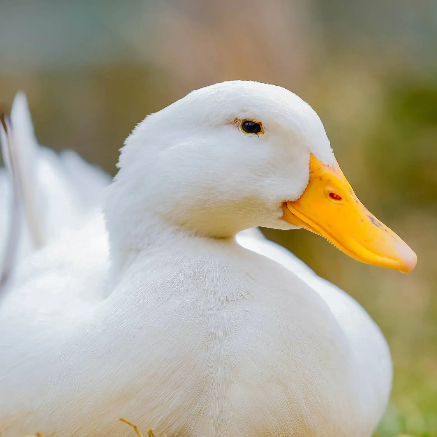 Brasil se convierte en el primer país de América Latina en prohibir el foie gras 2 Brasil se convierte en el primer país de América Latina en prohibir el foie gras