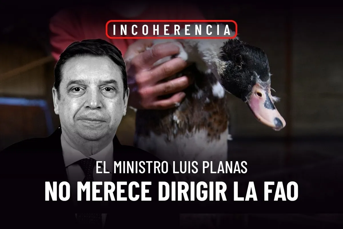 Luis Planas y su candidatura a la FAO 3