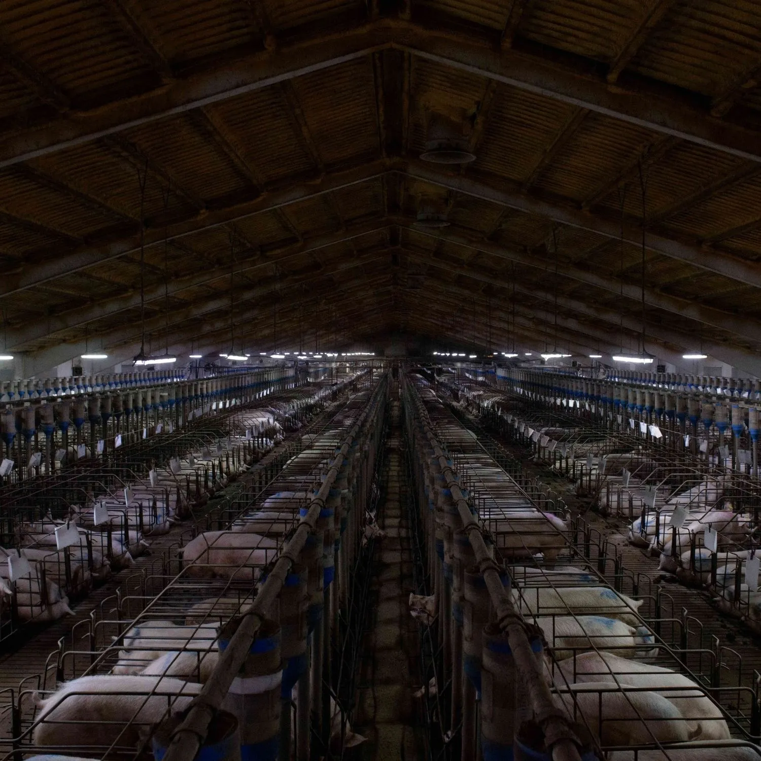 Una investigación revela el acceso temprano de la industria ganadera a la Comisión Europea mientras se definían las futuras políticas de bienestar animal 1 Una investigación revela el acceso temprano de la industria ganadera a la Comisión Europea mientras se definían las futuras políticas de bienestar animal