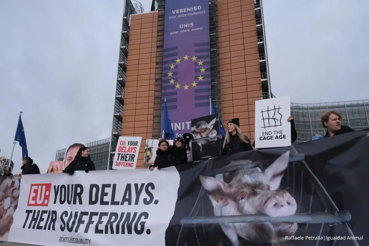Sin pruebas, sin explicaciones: ¿por qué desapareció la prometida reforma de bienestar animal de la Comisión Europea? 4 Noticia Comisión Europea FOI programa trabajo