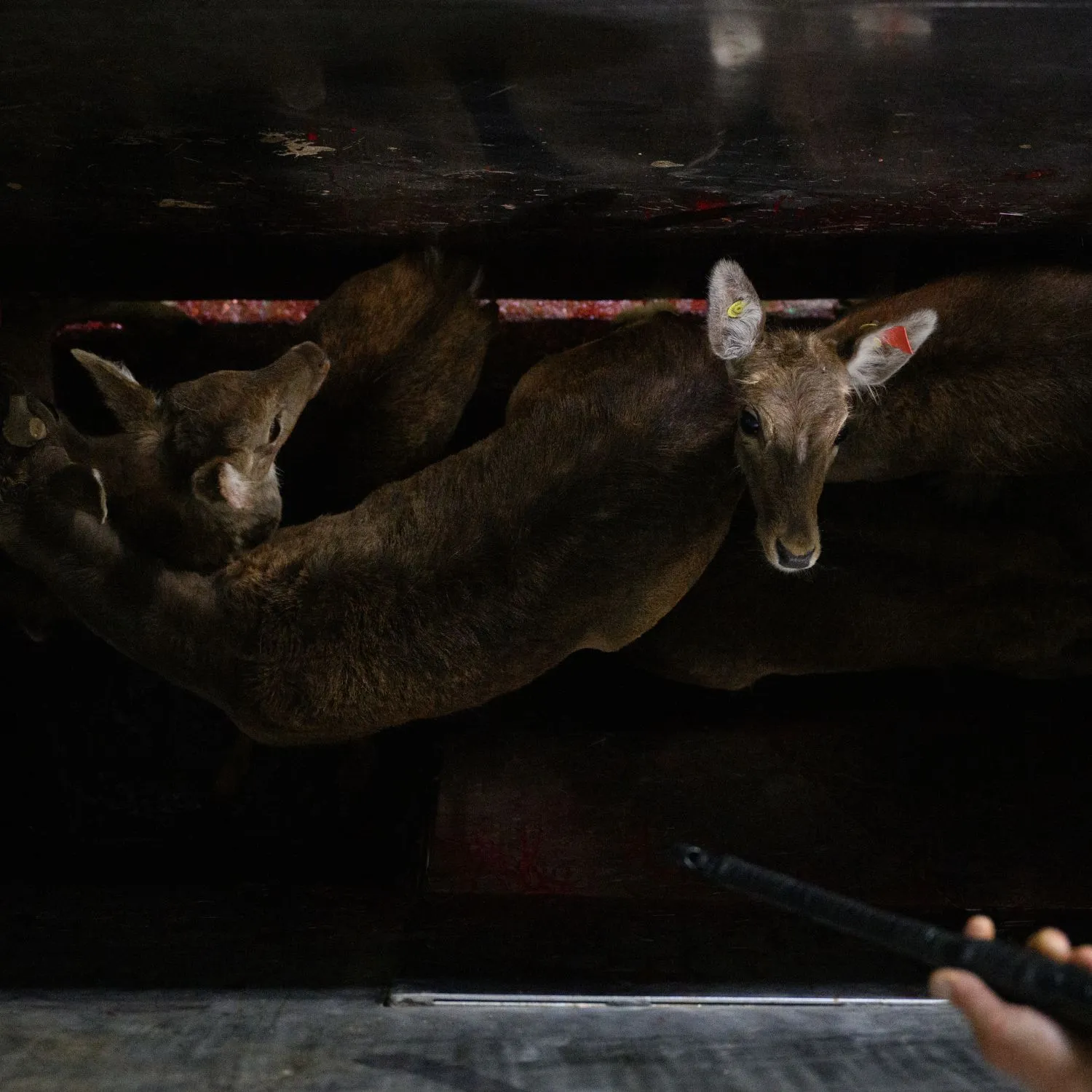 La Junta de Castilla y León abre un expediente sancionador al matadero Vicente de Lucas tras la denuncia de Igualdad Animal 1 La Junta de Castilla y León abre un expediente sancionador al matadero Vicente de Lucas tras la denuncia de Igualdad Animal