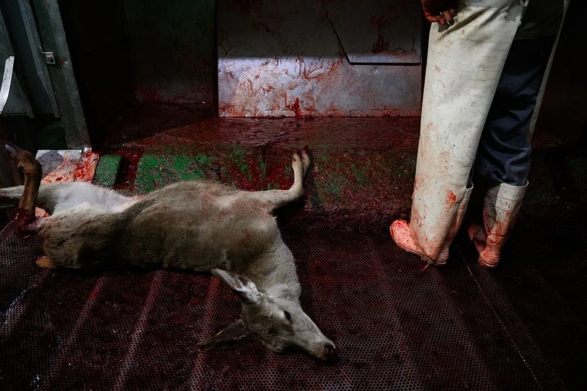 La Junta de Castilla y León abre un expediente sancionador al matadero Vicente de Lucas tras la denuncia de Igualdad Animal 1 Noticia expediente sancionador matadero Vicente de Lucas