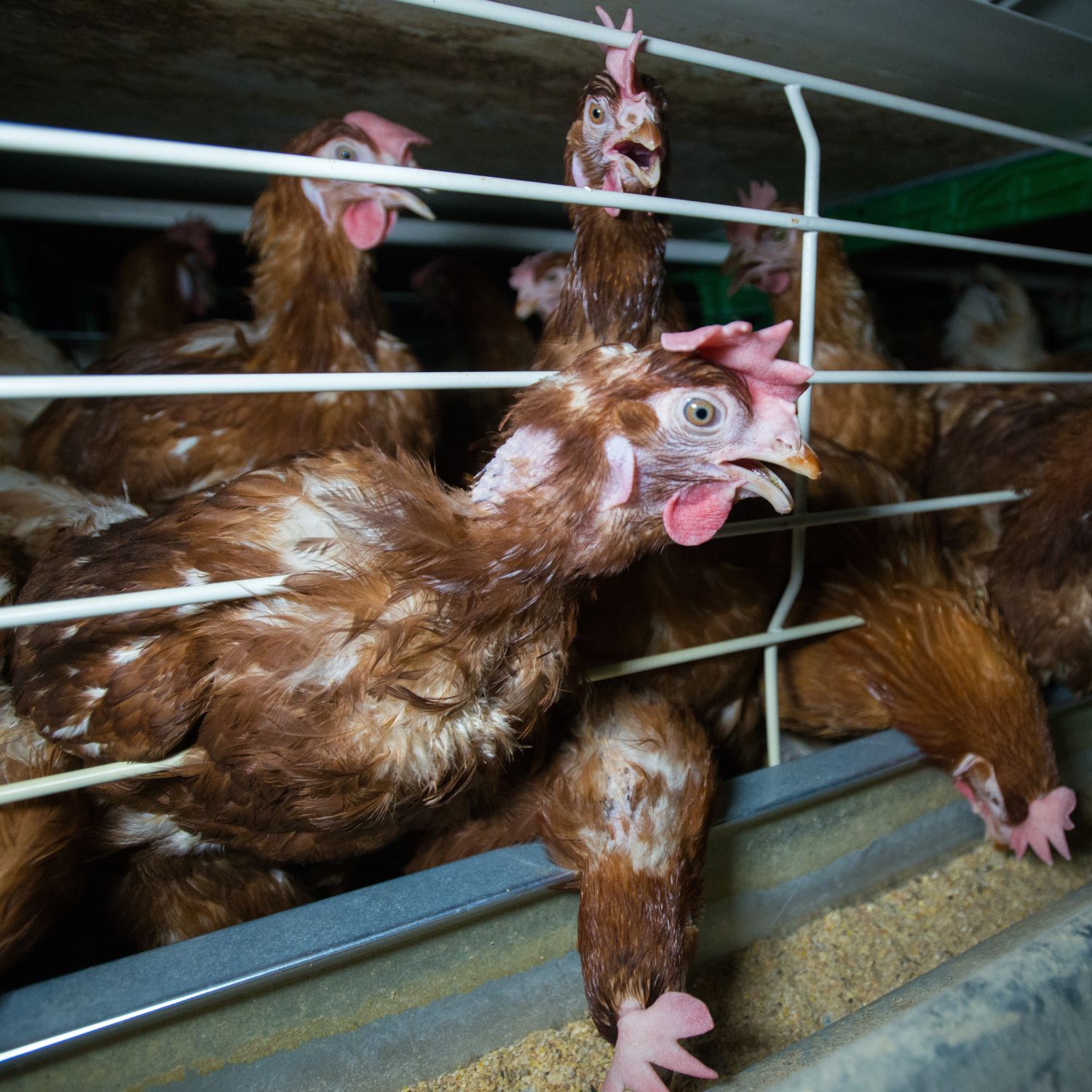 Noticia gallinas enjauladas contratación pública