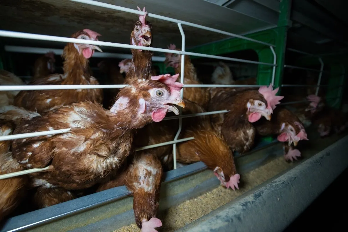Igualdad Animal pide consolidar la exclusión de huevos de gallinas enjauladas de la compra pública
