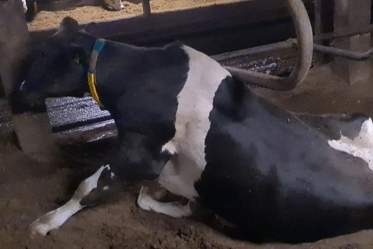 Noticia Igualdad Animal granja láctea Alemania