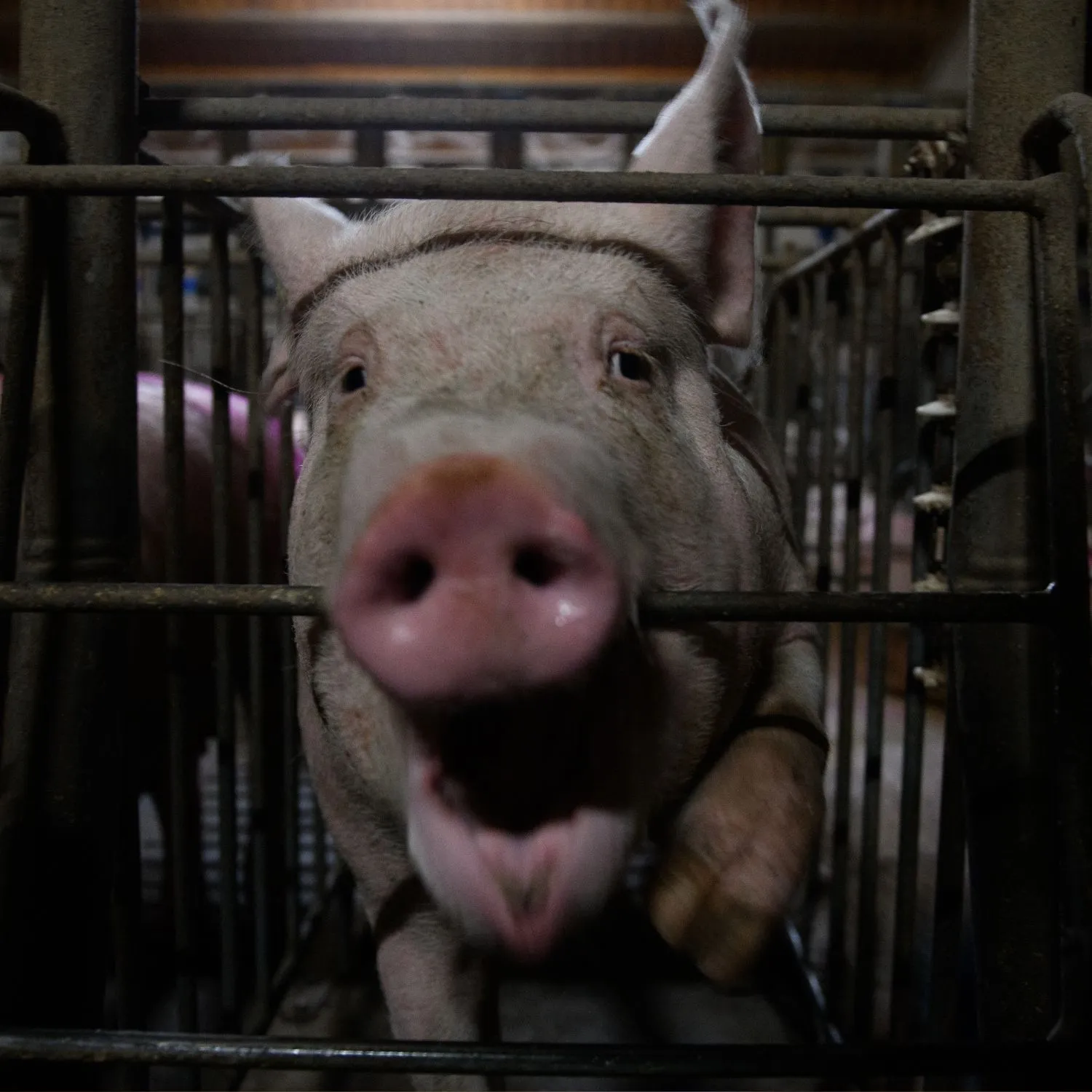 Igualdad Animal reprocha al ministro Luis Planas que eluda de nuevo un compromiso para acabar con las jaulas 1 Igualdad Animal reprocha al ministro Luis Planas que eluda de nuevo un compromiso para acabar con las jaulas