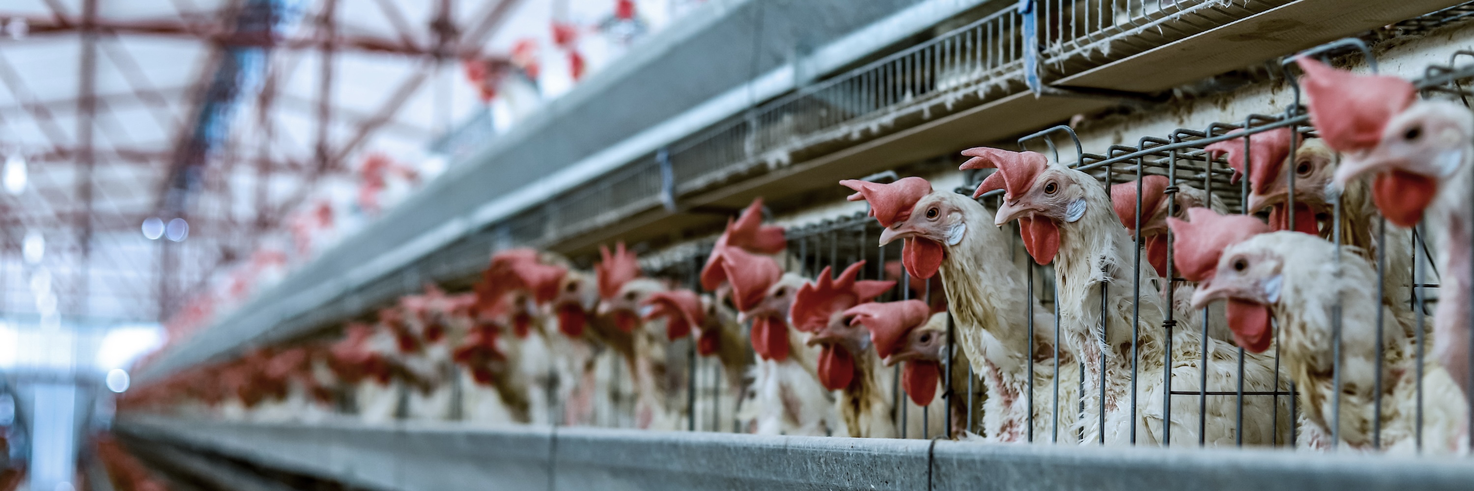 Gallinas enjauladas en la industria del huevo